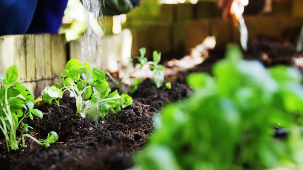 Persona che innaffia una pianta in giardino