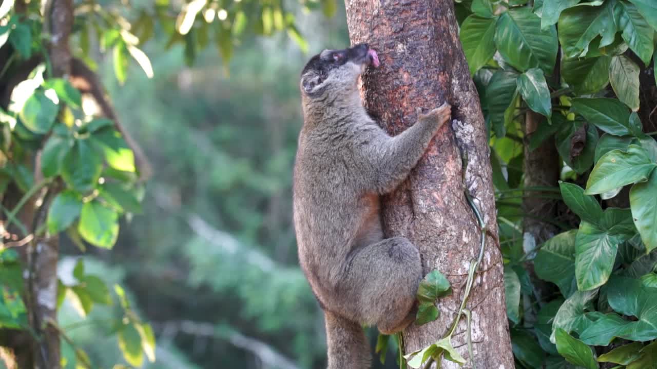 lémur marrón lamiendo la corteza de un árbol en madagascar