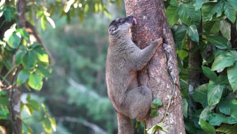 lemure marrone che lecca la corteccia di un albero in madagascar