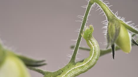 una oruga verde se mueve a lo largo de una rama de tomate