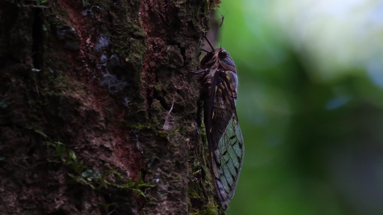 Cigarra vista en el lado derecho del árbol mientras la cámara se aleja, revelando una mosca frente a ella y el bosque moviéndose al fondo, Hemiptera, Tailandia