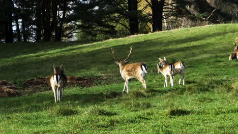 Fallow-deer-herd-eating-lush-green-grass,-slow-motion,-sunny-autumn-day,-wildlife-concept,-distant-medium-handheld-shot