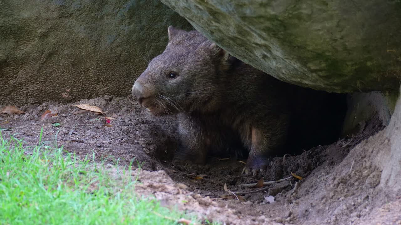 Un wombat comune territoriale (Vombatus ursinus) si riposa nella sua tana, difendendo la sua casa stridendo per avvertire i rivali, primo piano di un marsupiale muscoloso con le gambe corte originario dell'Australia