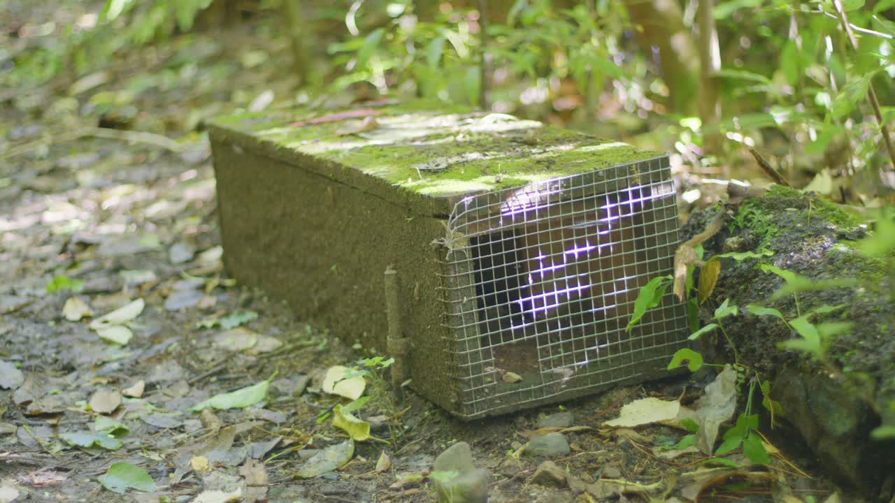 Close up of a rat trap in a native New Zealand forest with focus pulling