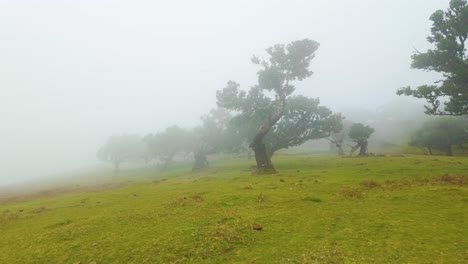 Countryside-Landscape-With-Green-Field-And-Trees-On-A-Misty-Day-In-Madeira,-Portugal---Drone-Shot