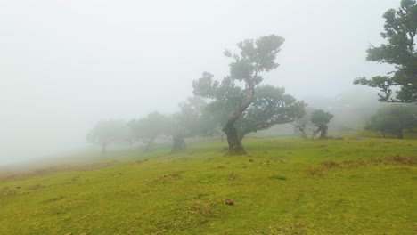 paisaje rural con campos verdes y árboles en un día de niebla en madeira, portugal - toma de avión no tripulado