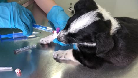 puppy receiving veterinary treatment