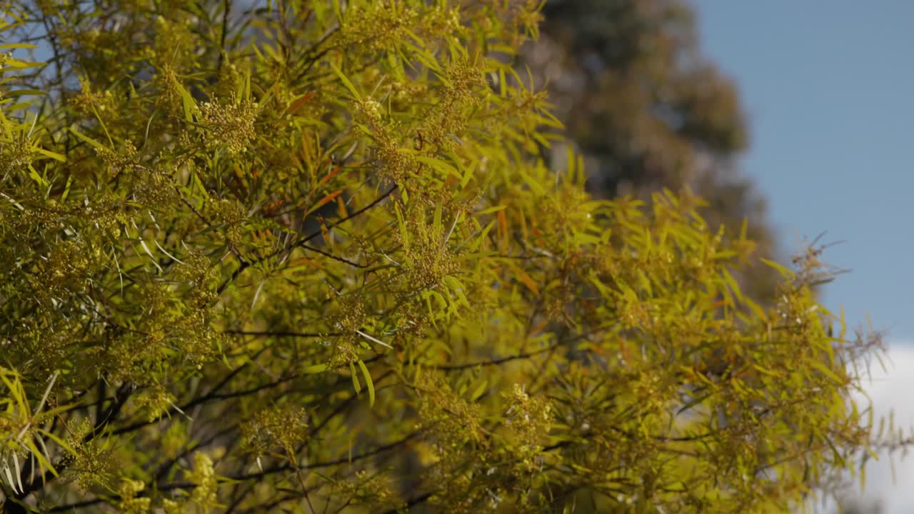 Native golden wattle tree with vibrant yellow flowers swaying in springtime breeze