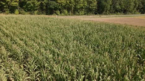 Revelando-Imágenes-Aéreas-De-Un-Automóvil-Que-Pasa-Por-Un-Pequeño-Campo-De-Maíz-En-Europa-Central-A-Fines-Del-Verano