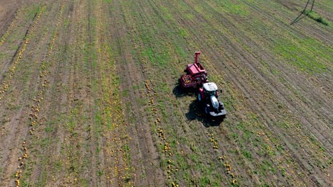 Traktor-Arbeitet-Auf-Dem-Feld-Und-Erntet-Kürbisse---Luftaufnahme