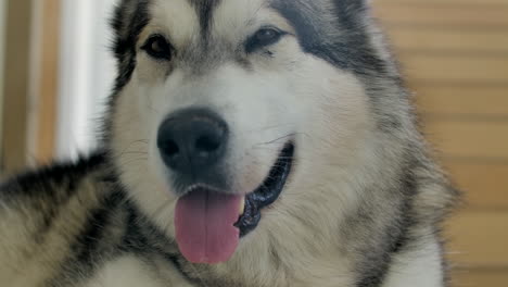 slow motion close up of an alaskan malamute yawning