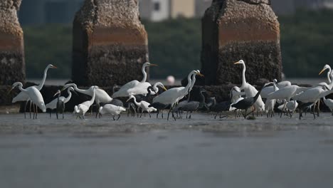 a flock of western reef heron and great heron wandering for fish in the early morning