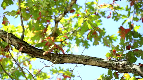 Sunlight-reflected-off-of-water-dances-across-colorful-oak-leaves-and-branches