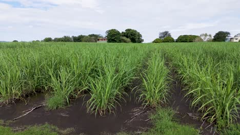 lush sugar cane crops in agricultural setting