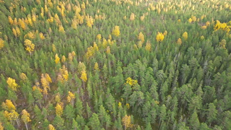 sweden - vast swedish forest, bathed in sun rays on a sunny autumn day, boasts enchanting colors with fir and birch trees near the sea - aerial drone shot