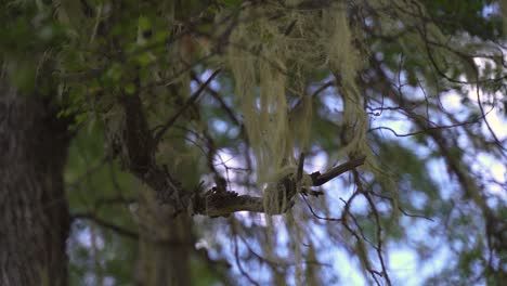 Closeup-green-mosses-and-lichens-on-trees-with-blue-sky-background-in-slow-motion-and-60-fps