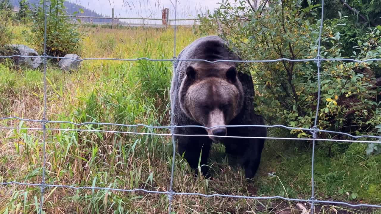 Håndholdt nærbillede af en grizzlybjørn, der går gennem sit vildtreservat ved Grouse Mountain om efteråret i North Vancouver, British Columbia, Canada. 4K