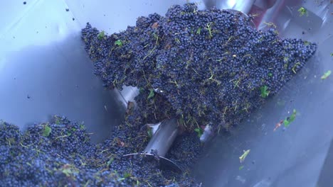 un disparo en cámara lenta de un molinillo de uvas, uvas de vino de molino a medida que caen en la máquina