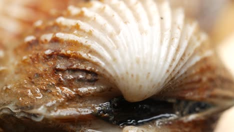 Dolly-shot-of-cockles-on-a-plate