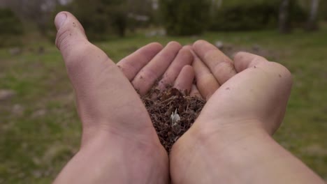 una flor que crece lentamente en manos de un humano