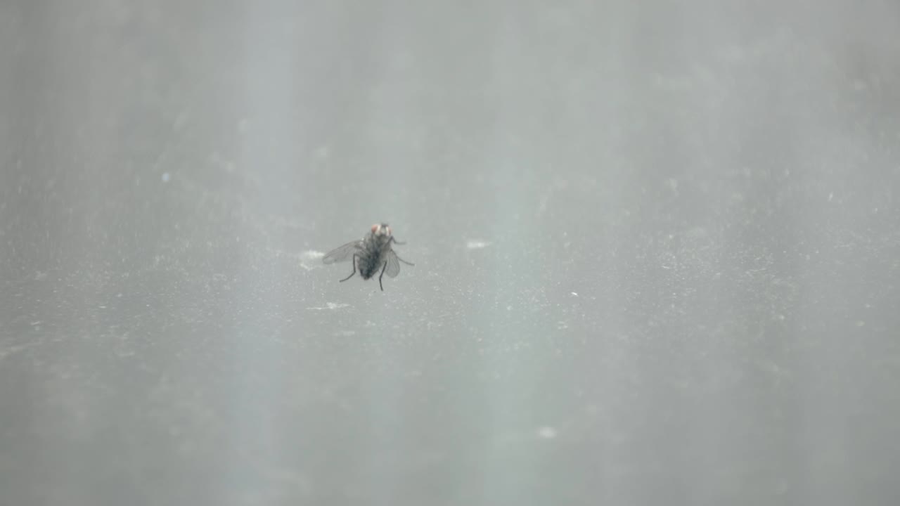 Fly, Diptera Resting On A Dusty Gray Surface. - close up shot
