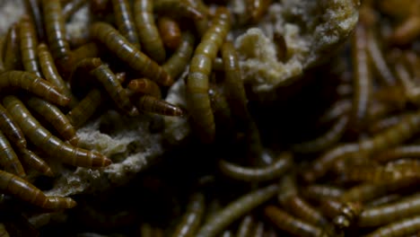 The-Mealworm-is-a-species-of-Darkling-Beetle-used-to-feed-pets-like-fish,-snakes,-birds,-and-frogs