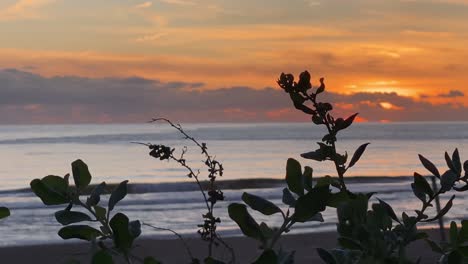 zoom in of grass swaying in the wind in slow motion at sunset summer night