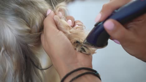 peluquero recortando el pelo de la pata del perro en un salón