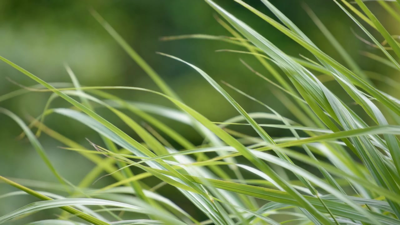 Primo piano di bellissima erba verde