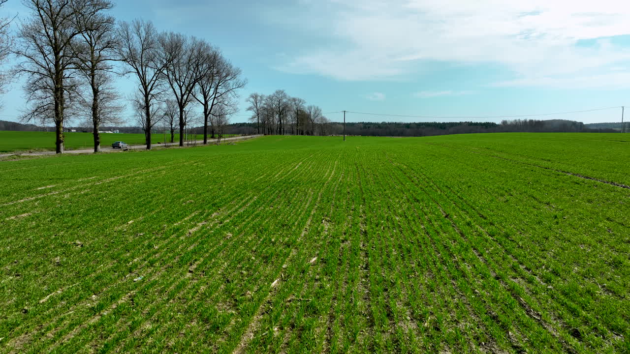 Ein weites grünes Feld mit einer Reihe kahler Bäume auf der linken Seite