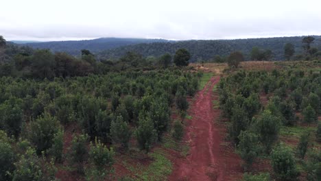 Drone-Avanzando-Sobre-Una-Pequeña-Plantación-De-Yerba-Mate-Y-Un-Hermoso-Camino-De-Tierra-Roja-En-Misiones,-Argentina