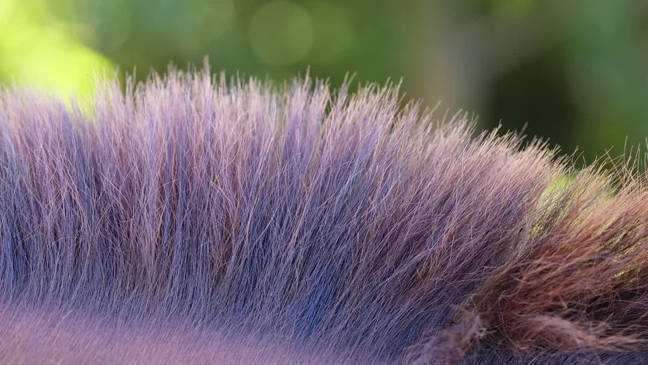 A detailed view of a horse's mane with vibrant colors and natural lighting, set against a blurred green background