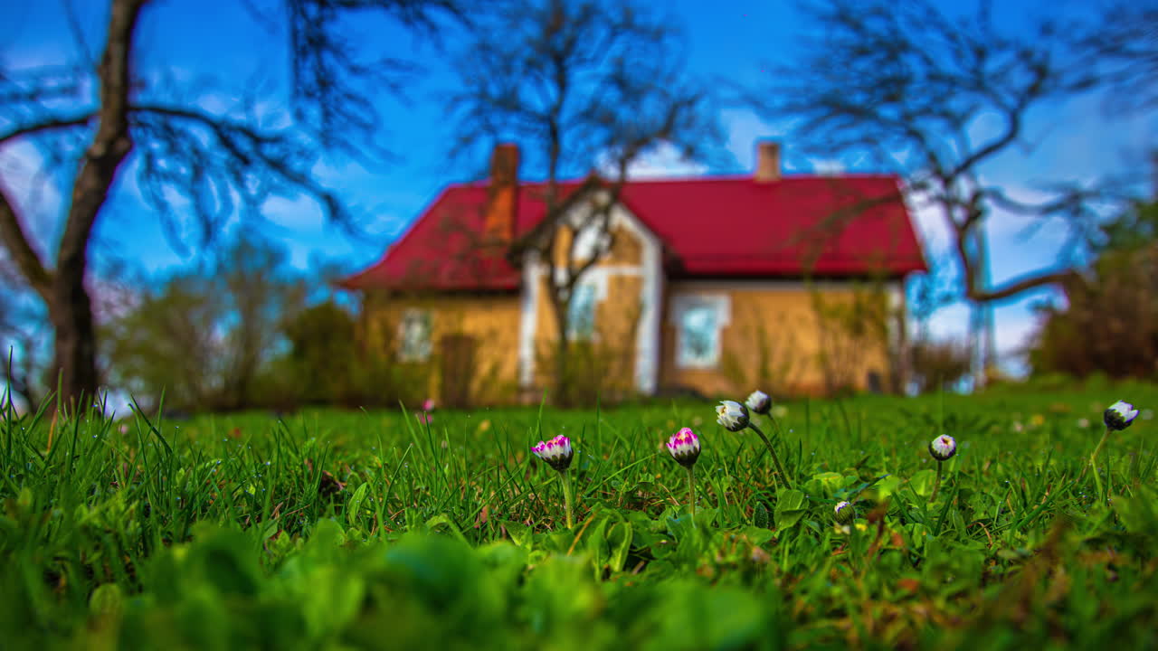 Daisies open in time-lapse with a red-roof house and clouds drifting in the background.