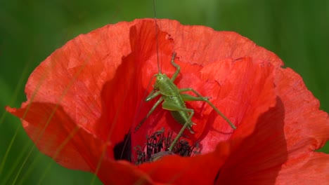 macro details shot of green grasshopper taking sunbath in red tulip flower during sunshine