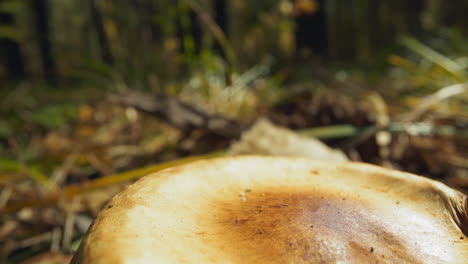 Alter-Russula-Pilz-Wächst-Im-Herbstholz,-Super-Nahaufnahme