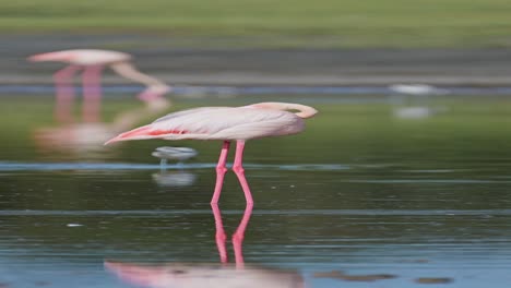 flamencos en el lago en áfrica, flamenco rosado video vertical para redes sociales, reels de instagram y tiktok, poda y limpieza de plumas en el área de conservación de ngorongoro en el parque nacional de ndutu en tanzania