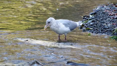 gaviotas comiendo salmón muerto en el río con salmón vivo moviéndose en el fondo