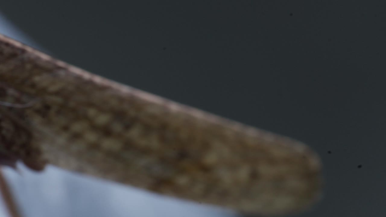 Macro shot of brown insect resting on textured surface, closeup view of detailed wings and legs