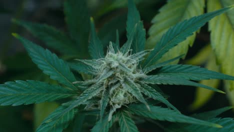 close-up of a cannabis plant