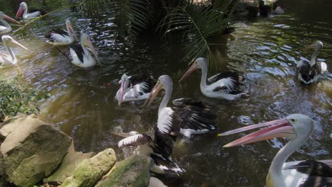 Australische-Pelikane-Schwimmen-Auf-Einem-Kleinen-Teich-Und-Fangen-Mitten-Im-Flug-Fische