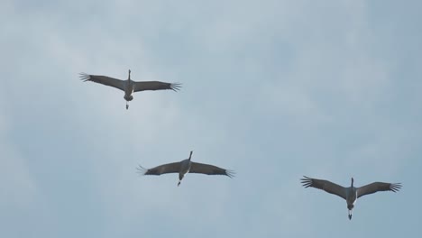 Eine-Atemberaubende-Zurschaustellung-Von-Einheit-Und-Anmut,-Wenn-Ein-Kleiner-Schwarm-Störche-Durch-Den-Himmel-Navigiert