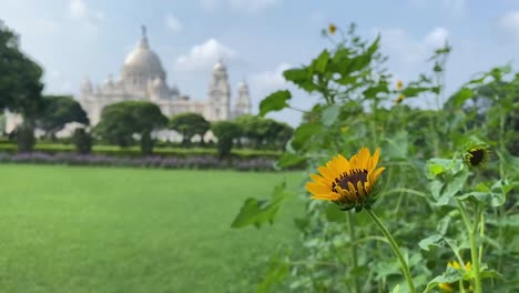 beautiful sunflower plant with blurred victoria memorial at a distance in a sunny day