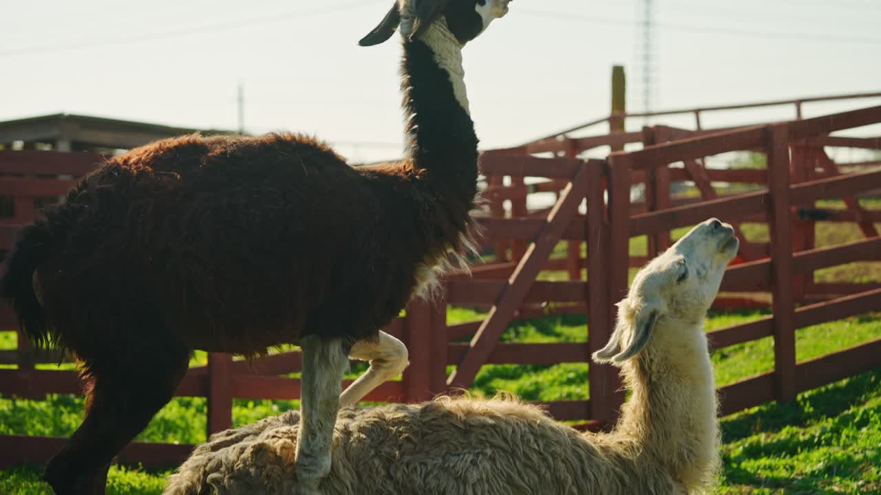dos llamas interactuando