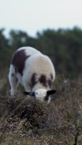 sheep grazing