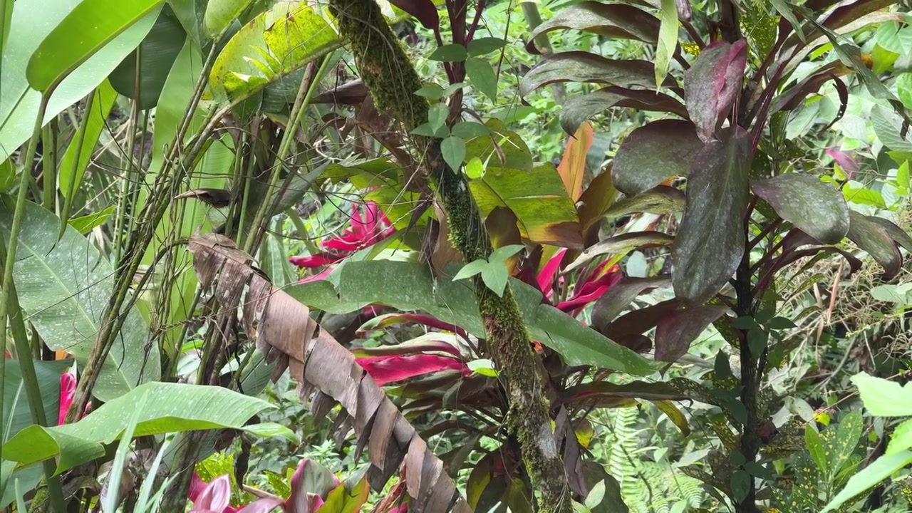Colibrì in volo stazionario vicino a fiori tropicali in una lussureggiante foresta pluviale