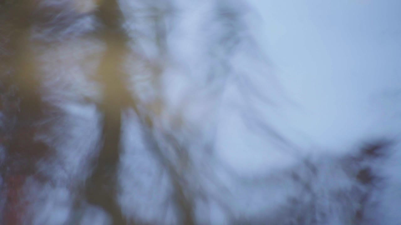 공중에 흔들리는 나뭇잎의 그림자와 반사