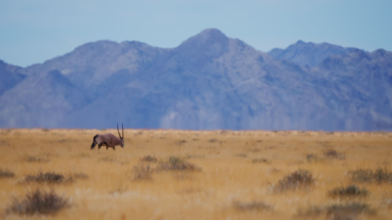 Oryx in the African Plains