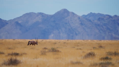 oryx in the african plains