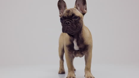 cute pet french bulldog puppy