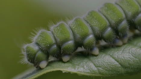 green caterpillar on a leaf